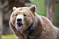 Envirorezort odpovedá na problém s medveďmi: Na území s väčším výskytom zvyšuje kontroly, a to nie je všetko