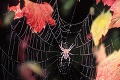 Jeseň patrí pavúkom: Vedeli ste, že...? Ak sa týchto tvorov bojíte, o ich schopnostiach radšej nečítajte