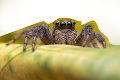 Jeseň patrí pavúkom: Vedeli ste, že...? Ak sa týchto tvorov bojíte, o ich schopnostiach radšej nečítajte