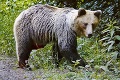 Do mesta pod Tatrami zavítal medveď: Ľudia dostali varovanie, s týmto musia prestať!