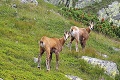 Na Slovensku je takmer 200 druhov živočíchov kriticky ohrozených: Ako je na tom Európa? Týmto zvieratám hrozí vyhynutie