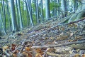Len blázon by to nevyužil: Šialené, ako vyzerajú slovenské lesy, veď nie je kam stúpiť!
