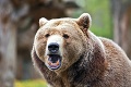 Pod Poľanou sa pohybuje postrelená medvedica, ušla zásahovému tímu: Akciu poriadne skritizoval poľovník