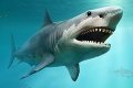 Vládcom oceánov bol pred miliónmi rokov obrovský predátor: Z obávaného megalodona ide strach dodnes