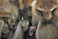 Prírastok svetového významu: V košickej zoo privítali mláďatko ohrozeného makaka
