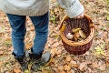 Tragédia počas zbierania húb: Muž († 73) skolaboval v lesnom poraste, záchranári mu už nevedeli pomôcť