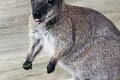 Mláďatko kengury v zoo v Liptovskom Mikuláši odvrhla mama: Takto Chrumke zachránila ošetrovateľka život!