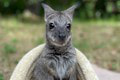Mláďatko kengury v zoo v Liptovskom Mikuláši odvrhla mama: Takto Chrumke zachránila ošetrovateľka život!