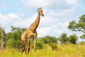 Horor v prírodnom parku: Žirafa udupala na smrť len 16-mesačné dievčatko!