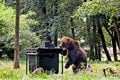 Zoológ Michal Haring varuje: S medveďom nikdy nebojujte! V čom vidí najväčší problém?