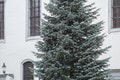 Tohtoročný vianočný stromček v Bratislave je od Alexandry: Zasadil ho ešte jej dedko, teraz zdobí námestie