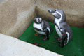 Najzamilovanejší pár v zoo! Tučniaky Pepo a Cilka sú spolu už 13 rokov, samček si prešiel ťažkým obdobím