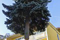 Tohtoročný vianočný stromček v Bratislave je od Alexandry: Zasadil ho ešte jej dedko, teraz zdobí námestie