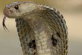 Chlapca (8) napadla kobra, malo to nezvyčajný spád: Had ho nezabil, prišiel pravý opak!