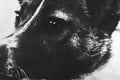 Prešlo 65 rokov od prvého letu živého tvora do vesmíru: Lajka – pes, ktorý potešil Chruščova