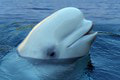 Veľryba dostala v Rusku špiónsky tréning, rozhodla sa však pre iný život: Je hviezdou a ľudia ju milujú
