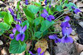 Príroda sa zbláznila! Pod Tatrami objavili prvosienky, v Nových Zámkoch fialky: Prečo poslovia jari kvitnú v novembri?