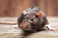 Polícia obvinila potkany z vážnej veci: Zámery zvierat sa skoro nelíšia od tých ľudských
