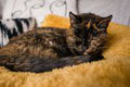 Najstaršia žijúca mačka: Prežila 3 majiteľov a teraz? Neuveríte, u koho našla domov