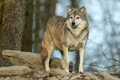 Vedci skúmali krv vlkov: To, čo odhalili, môže vyriešiť dlhoročnú záhadu