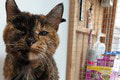 Strakatá Flossie je rekordérkou: Nebudete veriť, koľko rokov má najstaršia mačka na svete