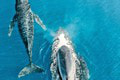 Nezabudnuteľné chvíle Kristíny (21) a Milana (23) na Maldivách: Takto vyzerala ich svadobná cesta s veľrybami!