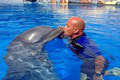 Uznávaný tréner delfínov čelil obvineniu z týrania: Ohavnú kritiku verejnosti nezvládol a... Hrôza!