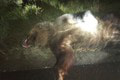 Nešťastie na cestách: Dodávka zrazila 200 kilového medveďa! Zviera zrážku neprežilo