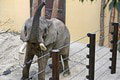 Najvýznamnejšia udalosť v zoo Bojnice za posledné obdobie: K sloniciam Maji a Guli priviezli tohto fešáka!