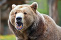 Znepokojivé, čo ochranári našli vo Vysokých Tatrách počas obdobia zimného spánku medveďov
