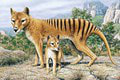 Múzeum vyriešilo 85-rocnú záhadu: Pozostatky tigra tasmánskeho považovali za stratené, pravdu mali pod nosom!