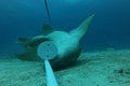 Vedci žasnú: Nikto netušil, že žraloky dokážu toto! Foto ako dôkaz a dôvod na ešte väčší rešpekt