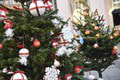 Bratislava spustila nový projekt na využitie nepotrebných vianočných stromčekov: Na toto ich po sviatkoch premenia!