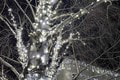 Denisov dom v Senci vyzerá ako z vianočnej rozprávky: Ohromné množstvo svetielok! Takéto niečo ste ešte nevideli