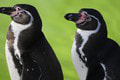 Revolučný objav o tučniakoch: Majú jednu prekvapivú schopnosť, ktorú zdieľajú s ľuďmi