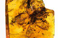 Pred 40 miliónmi rokov bol v rozkvete: Nádhera! Pozrite na najväčšiu fosíliu kvetu ukrytú v jantári