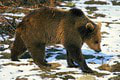 V Tatrách sa zvýši ochrana pred problémovými medveďmi: Ako k tomu prispeje verejnosť?