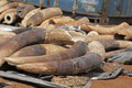 Slovenská inšpekcia rieši desiatky prípadov nelegálneho predaja slonoviny: Toto bola najvyššia pokuta, ktorú udelili!