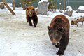 Medvedia oslava v snehu: Pozrite, ako si statní chlpáči užili narodeniny!
