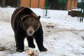 Medvedia oslava v snehu: Pozrite, ako si statní chlpáči užili narodeniny!
