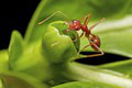 Prelomové zistenie vo svete vedy: Neuveríte, čo dokážu mravce vyňuchať! Odborníci sú nadšení