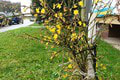 V januári to na Slovensku vyzerá ako v jari: Pobláznená príroda striehne na každom kroku!