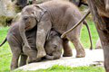 Tragická správa z pražskej zoo: O život prišlo ich najmladšie sloníča! Čo sa stalo Amalee?