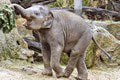 Tragická správa z pražskej zoo: O život prišlo ich najmladšie sloníča! Čo sa stalo Amalee?