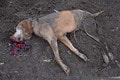 Bratislavčan zabil svojho psa tesárskym kladivom: Hrôza, čo si zviera vytrpelo!