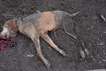 Bratislavčan zabil svojho psa tesárskym kladivom: Hrôza, čo si zviera vytrpelo!