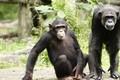 Šialený prípad z Číny: Dievča si natáčalo šimpanza, ten sa zahnal a.. Všetko je natočené na videu