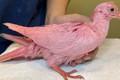 Záchranári ratovali holuba natretého naružovo: Prečo tak dopadol? Niektorí ľudia nevedia, čo so sebou!