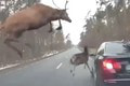 Takmer mu zbombardovali auto: Bizarné video stretu vodiča so stádom vysokej zveri šokovalo Slovákov!