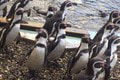 Veterinári našli bizarný trik, ako spraviť tučniakovi röntgen: Tak to ste ešte nevideli!